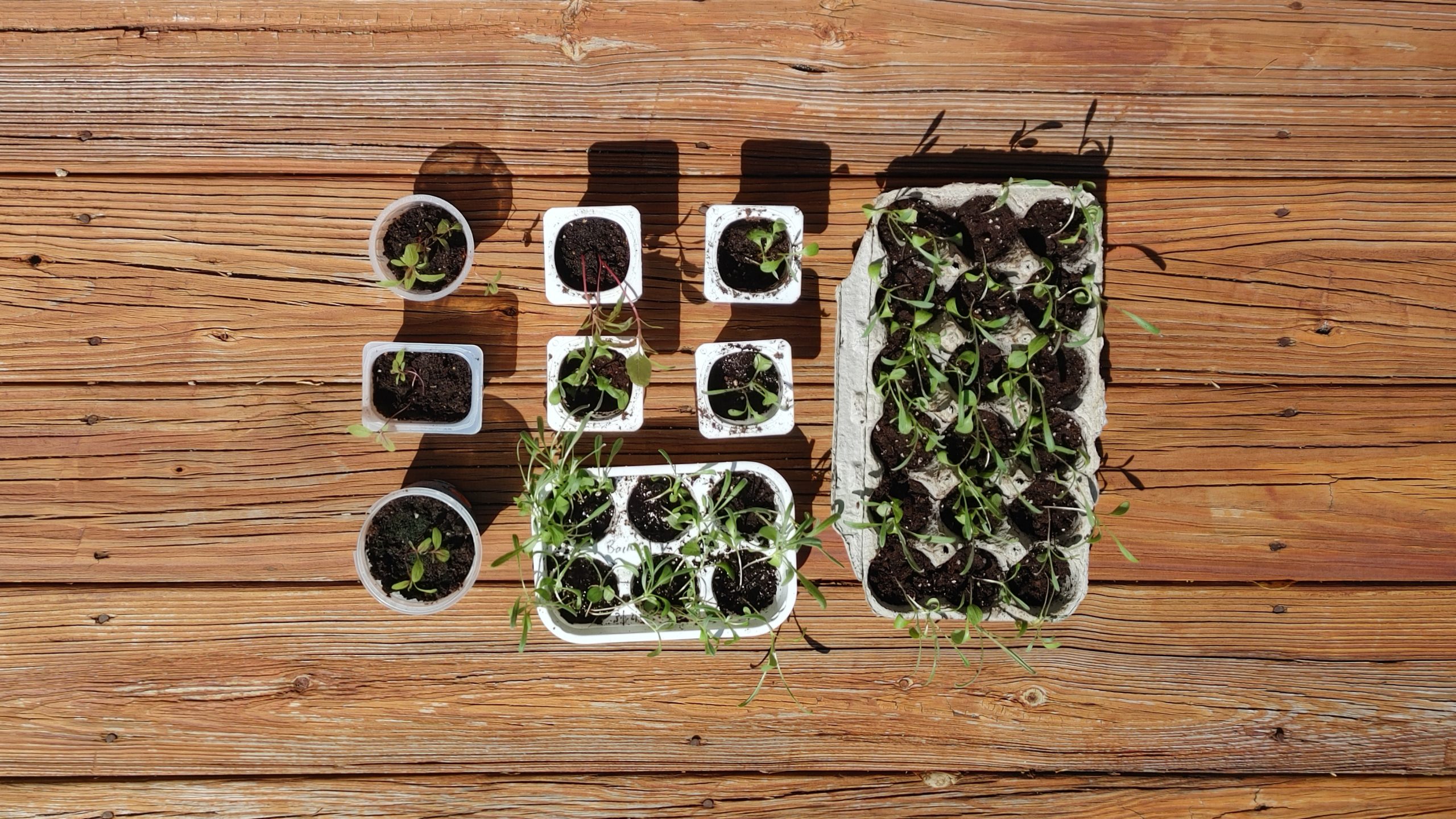 Springing into Gardening!