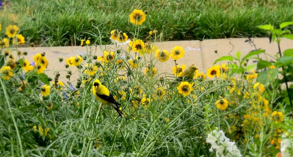 Two goldfinches, a male and a female, are sitting on the stalks of coreopsis flowers.